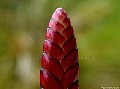 Bromeliad Flower, File# 7854. Photographer: Susan