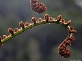Unfurling fern, File# 8558